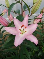 [5387 Sheila VOF VZ No01.JPG]